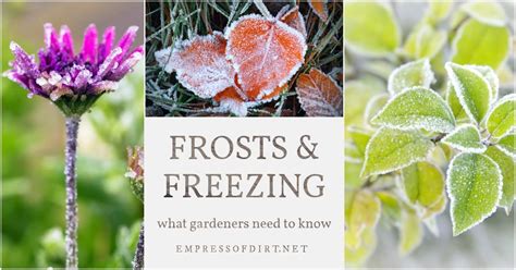 When can I put plants outside? Midwest frost forecast